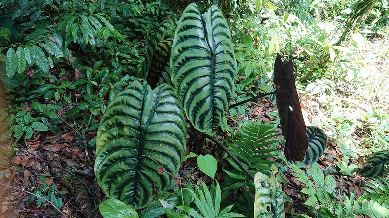 Alocasia cuprea photo 2