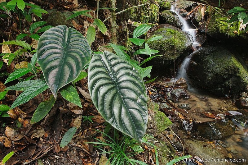 Alocasia cuprea photo 3