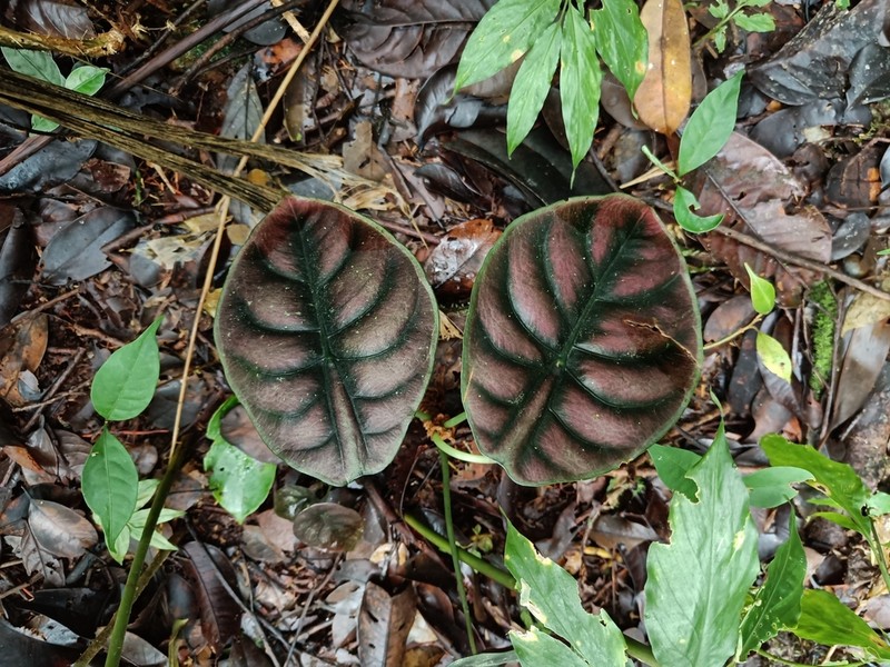 Alocasia cuprea photo 4