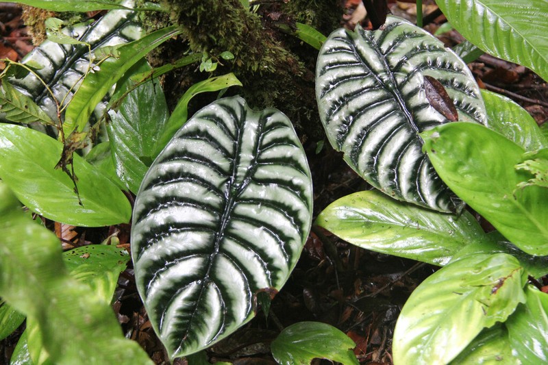 Alocasia cuprea photo 5