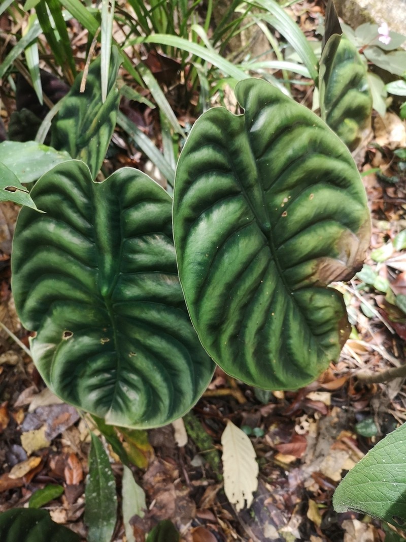 Alocasia cuprea photo 6