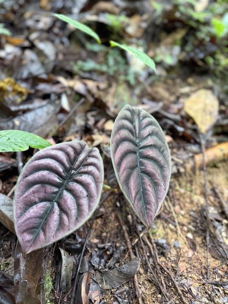Alocasia cuprea photo 8