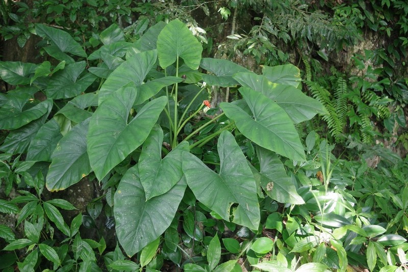 Alocasia epilithica photo 4