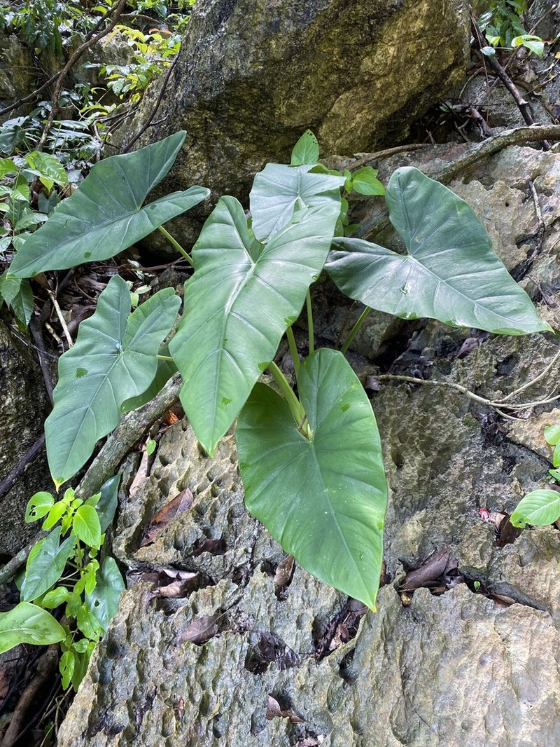 Alocasia epilithica