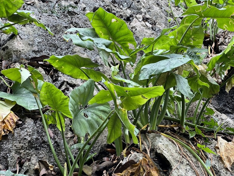 Alocasia epilithica photo 2