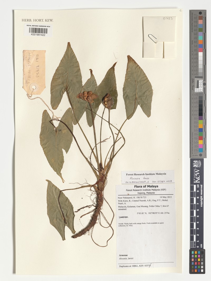 Alocasia farisii