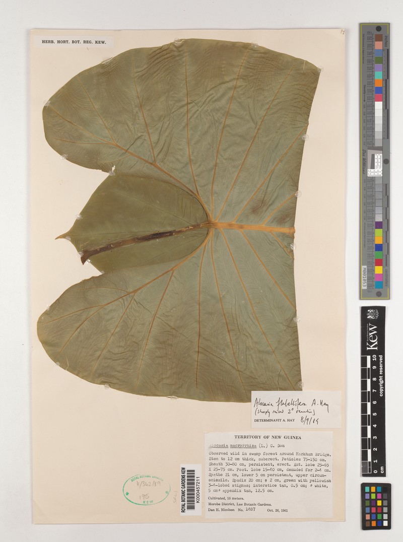 Alocasia flabellifera