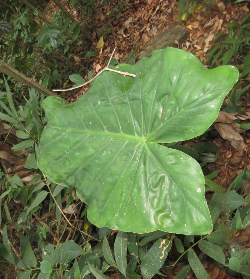 Alocasia fornicata photo 2