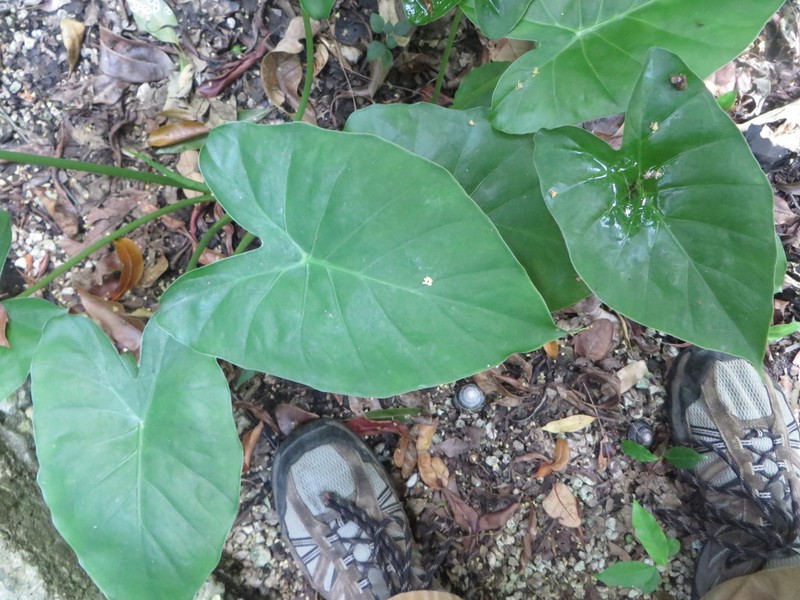Alocasia fornicata photo 3