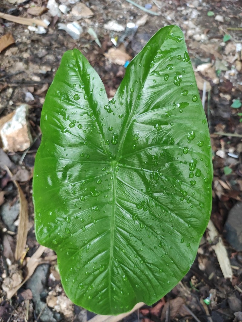 Alocasia fornicata photo 5