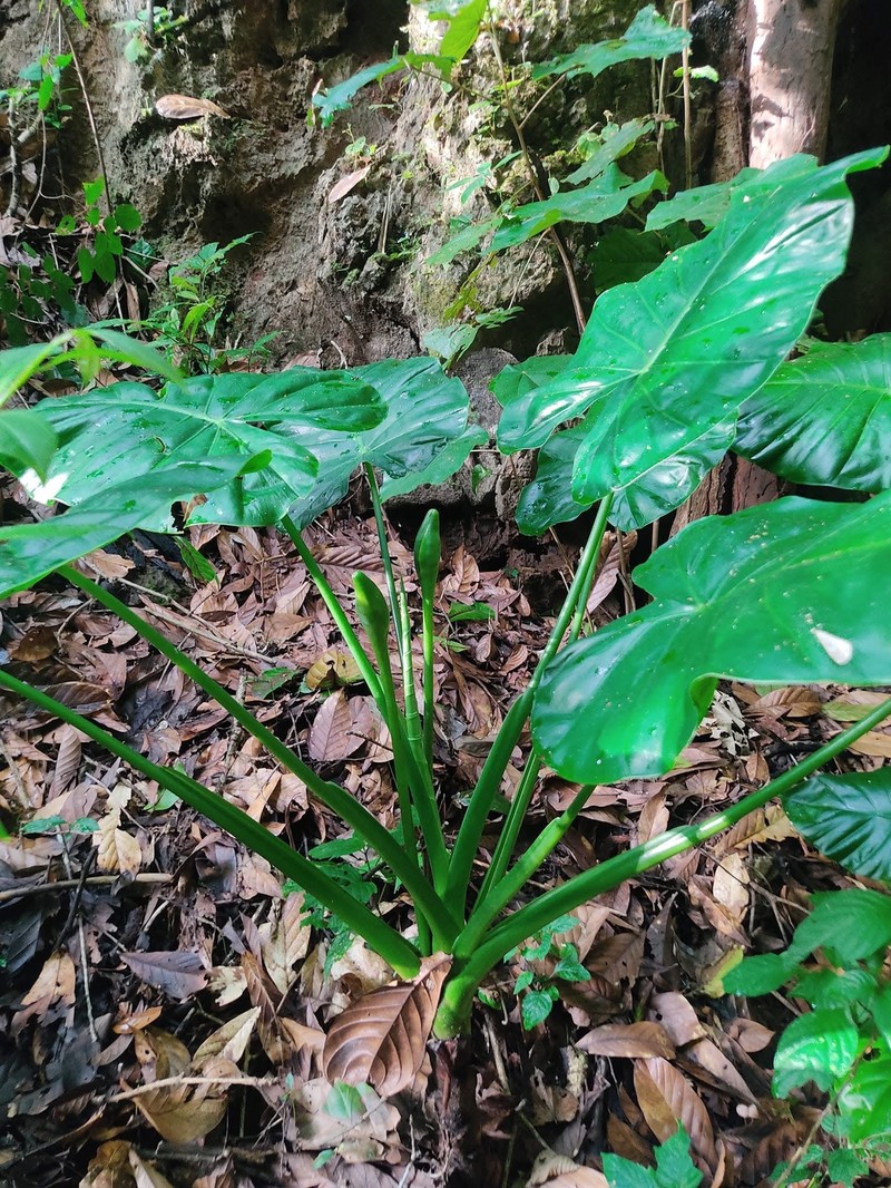Alocasia fornicata photo 6