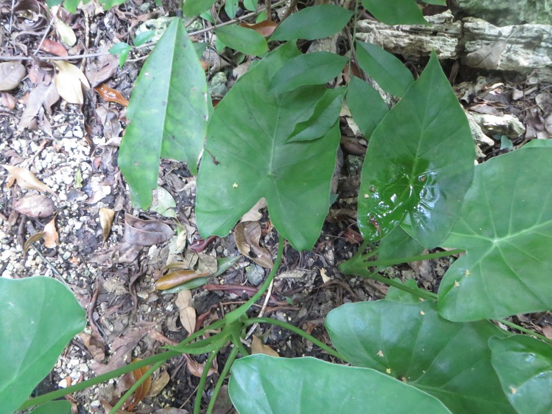 Alocasia fornicata photo 7