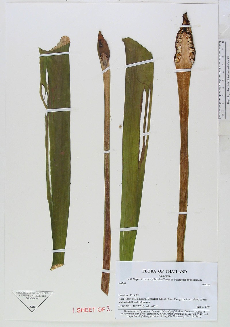 Alocasia fornicata photo 8