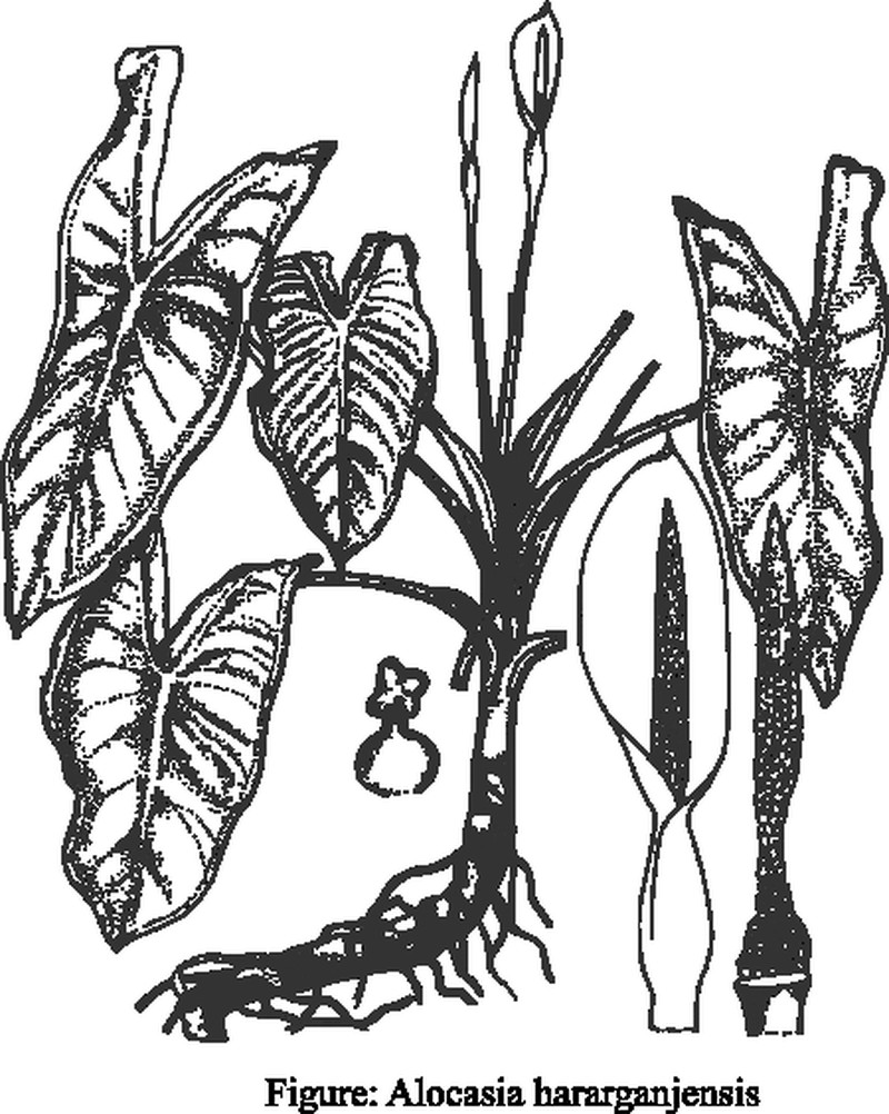 Alocasia hararganjensis