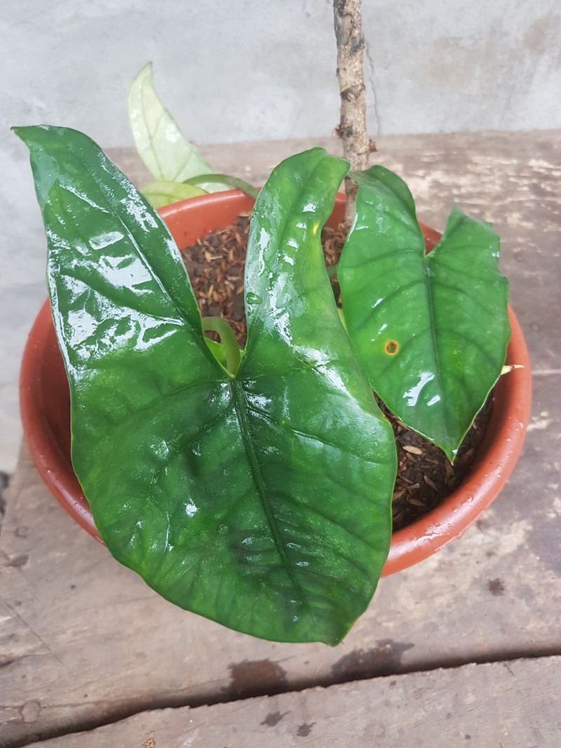Alocasia heterophylla