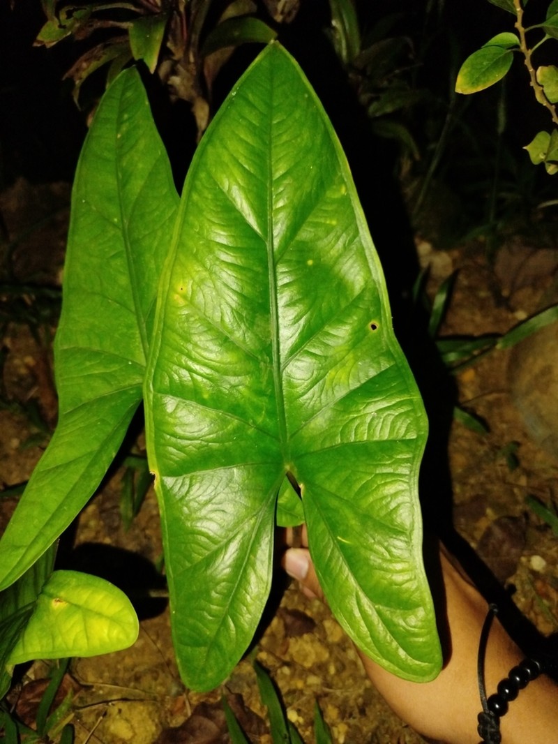 Alocasia heterophylla photo 2