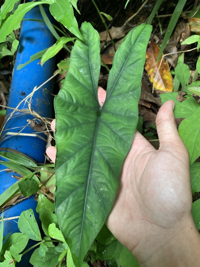 Alocasia heterophylla photo 3