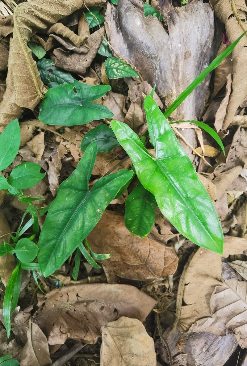 Alocasia heterophylla photo 4