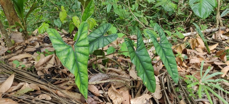 Alocasia heterophylla photo 5