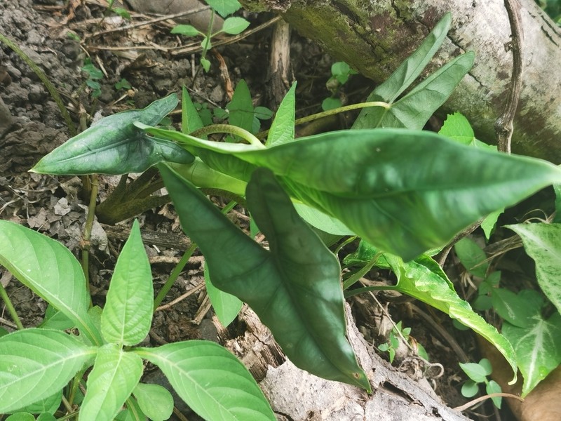 Alocasia heterophylla photo 6