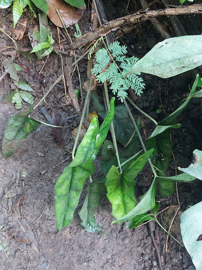 Alocasia heterophylla photo 7