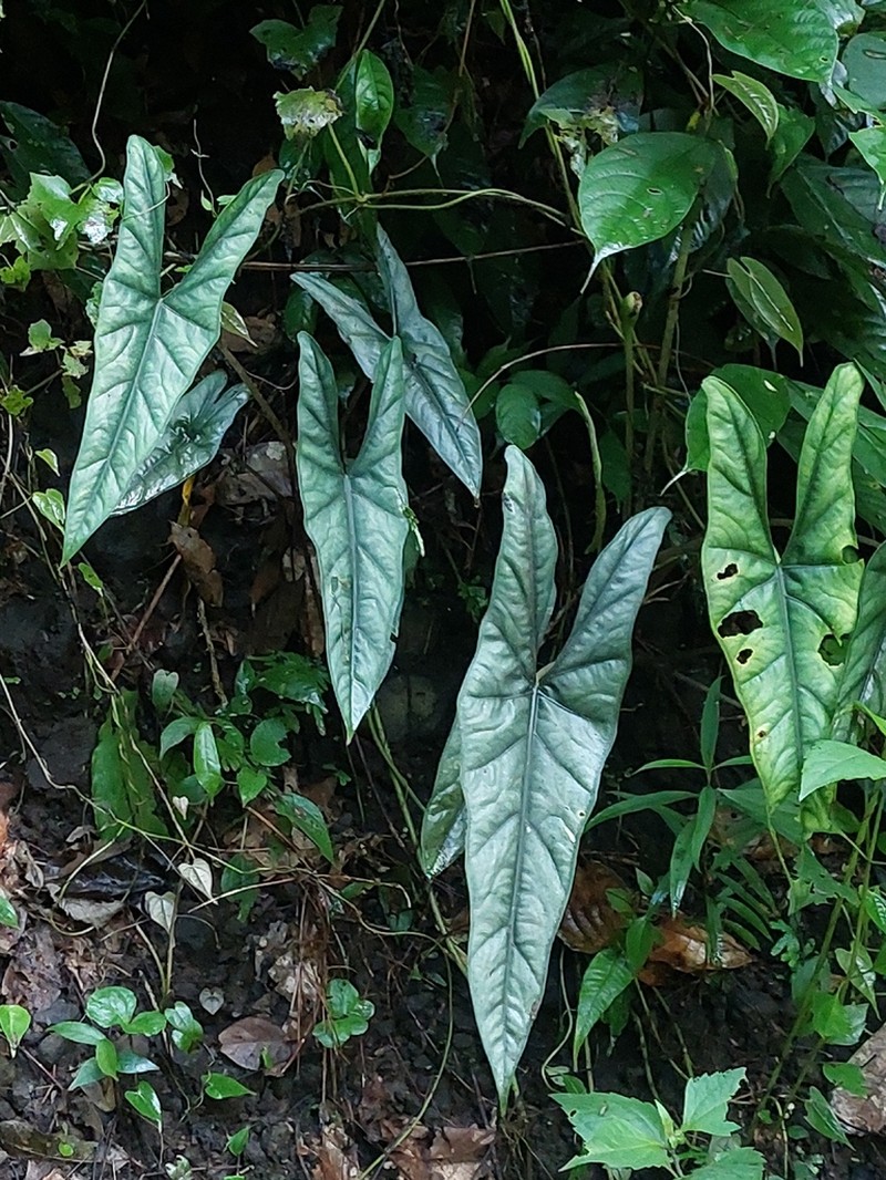 Alocasia heterophylla photo 8