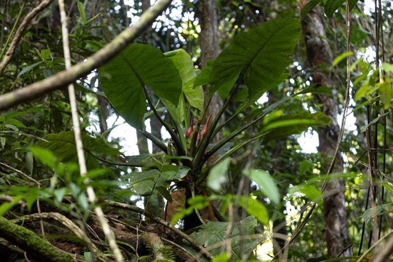 Alocasia hollrungii photo 2