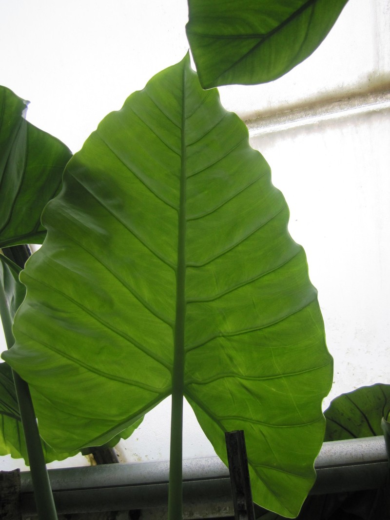 Alocasia hollrungii photo 3