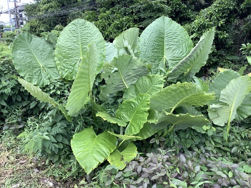 Alocasia hypoleuca