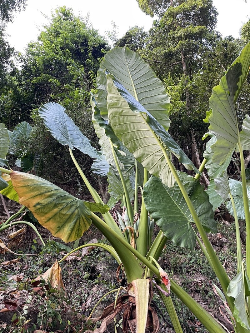 Alocasia hypoleuca photo 2