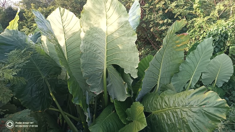 Alocasia hypoleuca photo 3