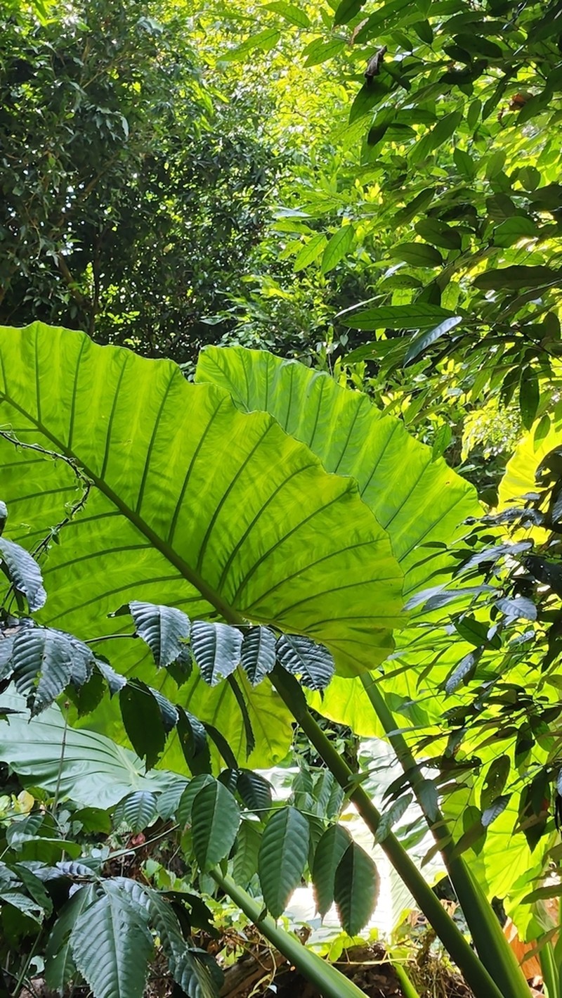 Alocasia hypoleuca photo 4
