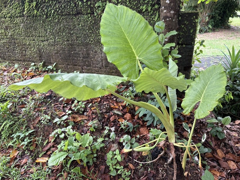 Alocasia hypoleuca photo 5