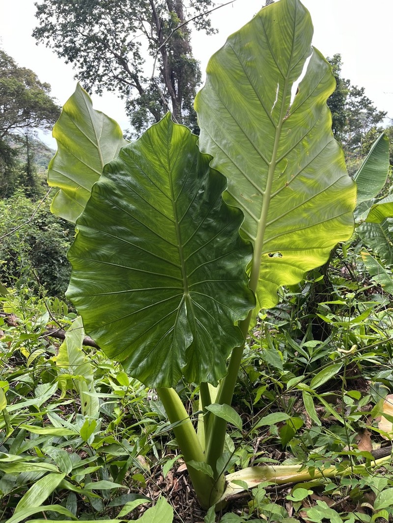 Alocasia hypoleuca photo 6