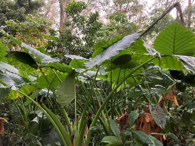 Alocasia hypoleuca photo 7