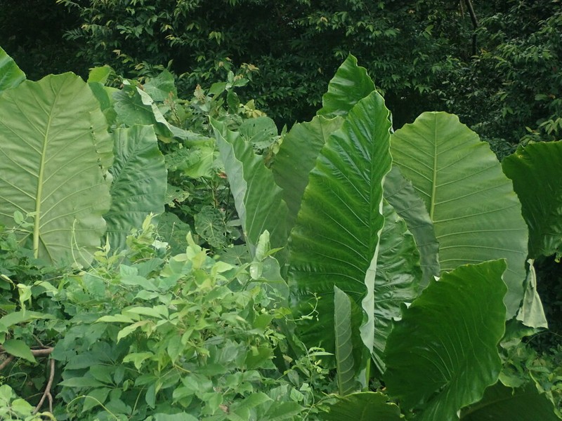 Alocasia hypoleuca photo 8