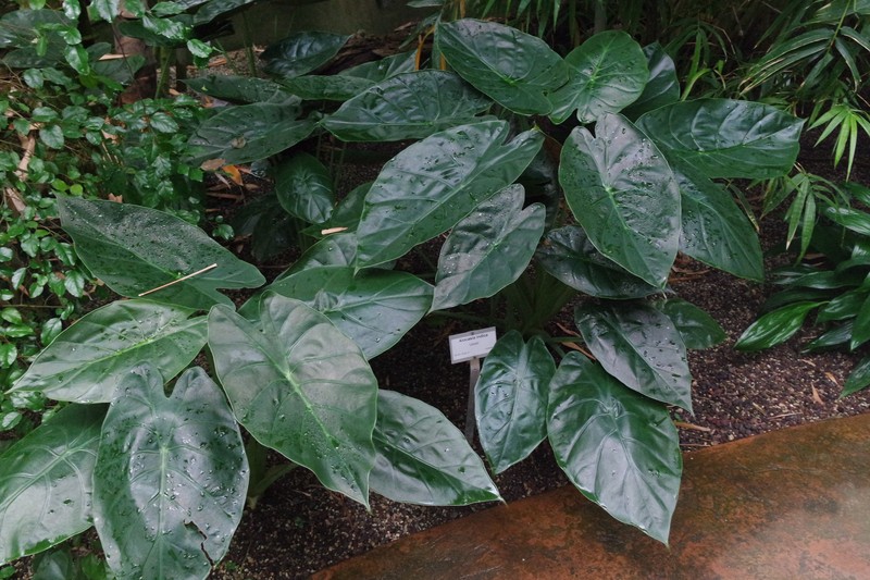 Alocasia indica