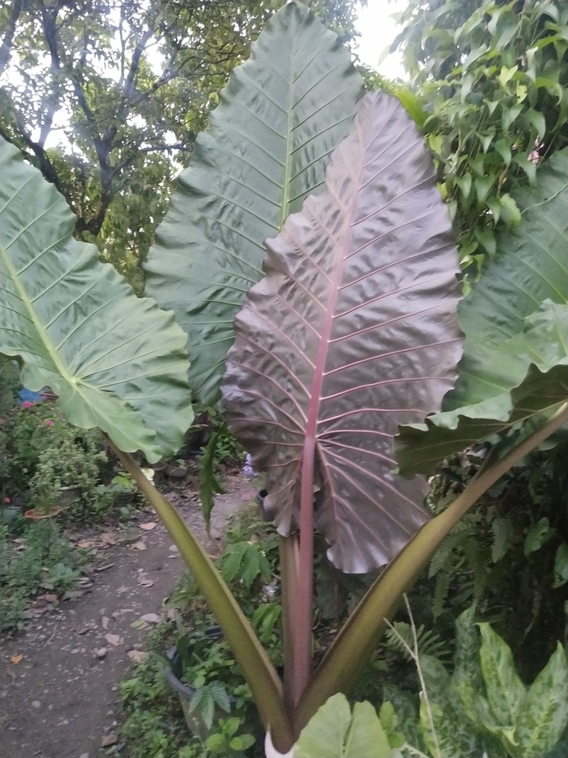 Alocasia indica photo 2