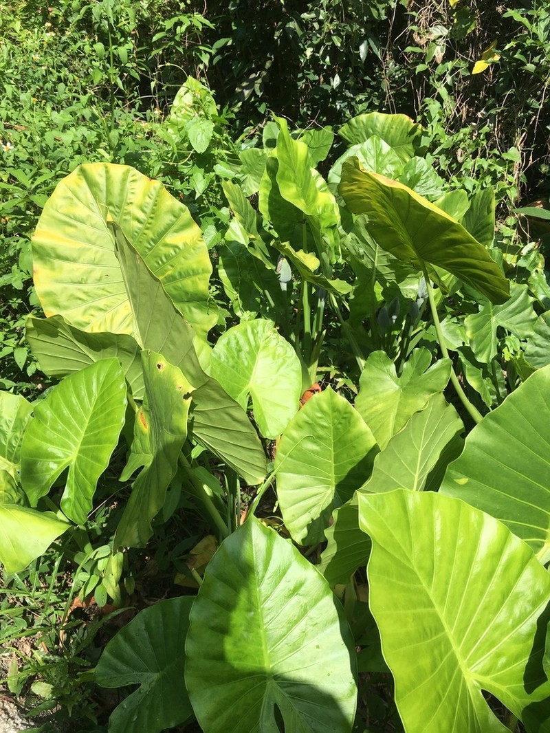 Alocasia indica photo 3