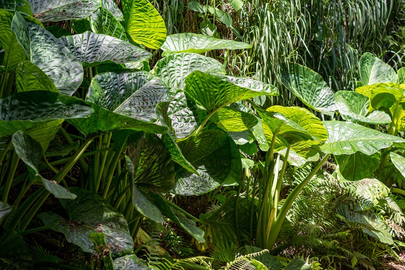 Alocasia indica photo 6