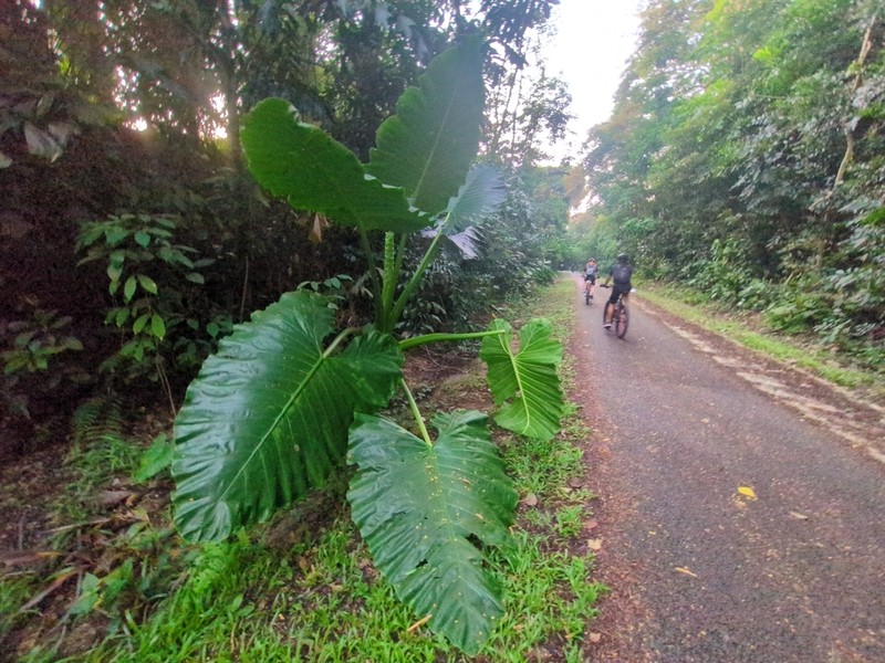 Alocasia indica photo 7