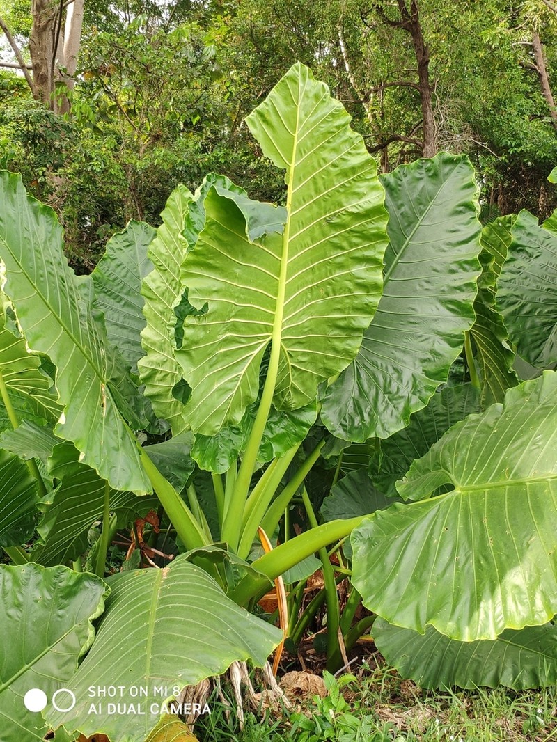 Alocasia indica photo 8