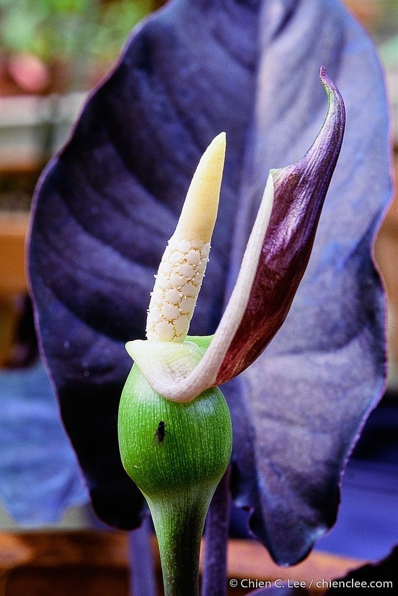 Alocasia infernalis