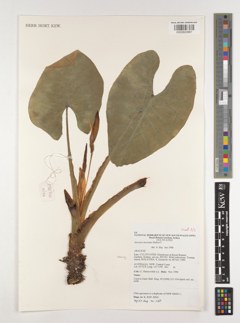 Alocasia inornata photo 3