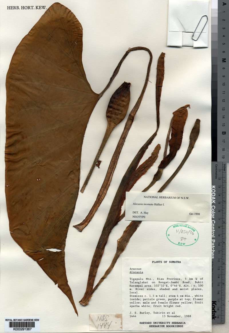 Alocasia inornata photo 4