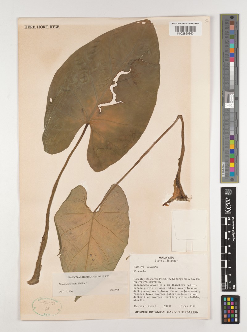 Alocasia inornata photo 5