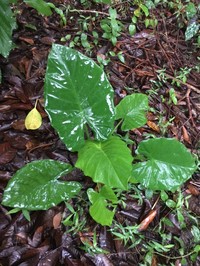 Alocasia jiewhoei