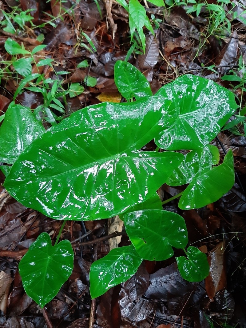 Alocasia jiewhoei photo 2