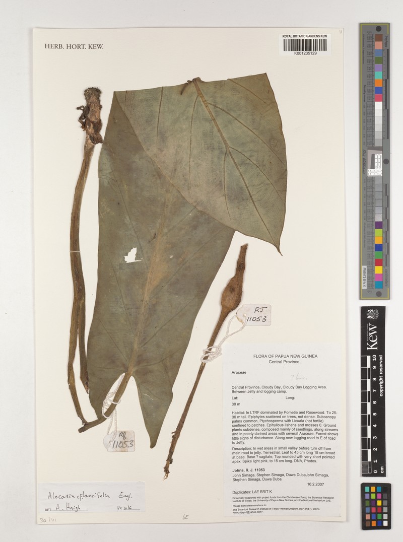 Alocasia lancifolia photo 2