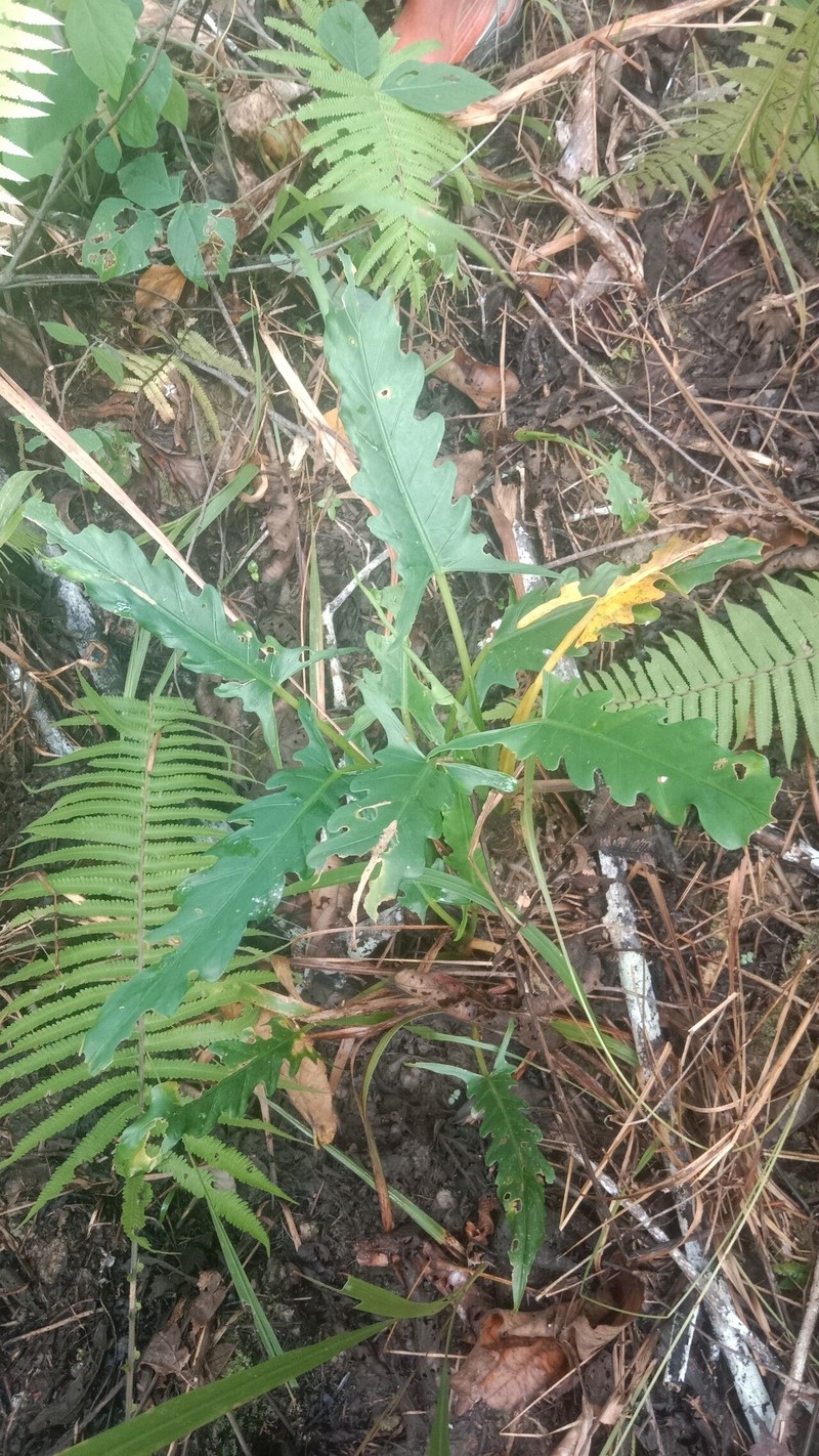 Alocasia lauterbachiana